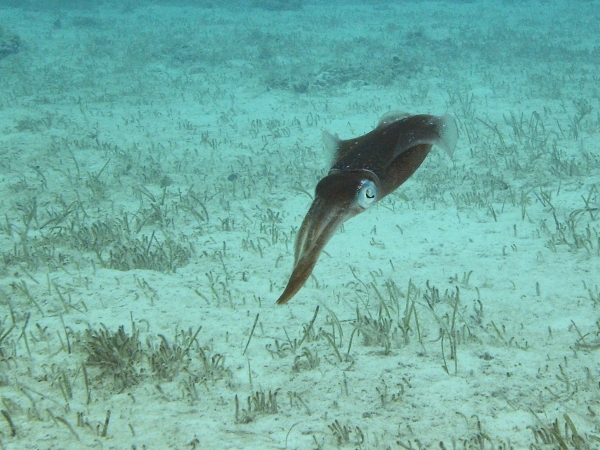 2012-04-27 reef squid RESIZE