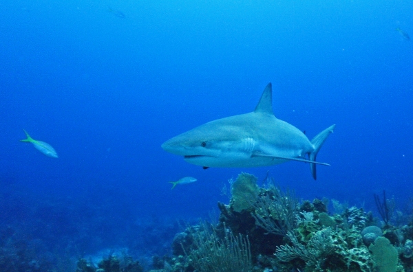 2012-05-18 shark 2 RESIZE