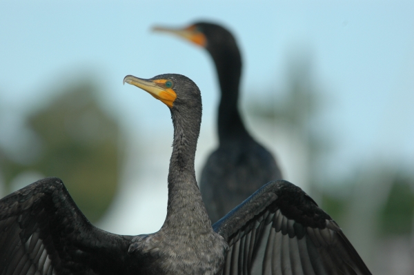 2012 02 07 cormorant RESIZE