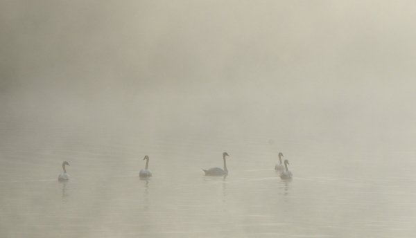 2012-09-14_582 swans in fog RESIZE
