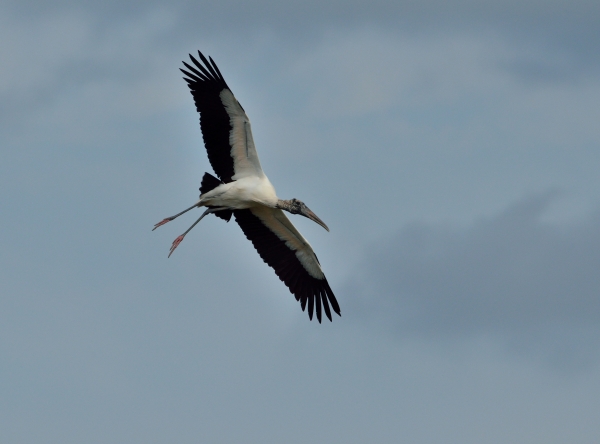 20140225 6028 marco wood stork landing RESIZE