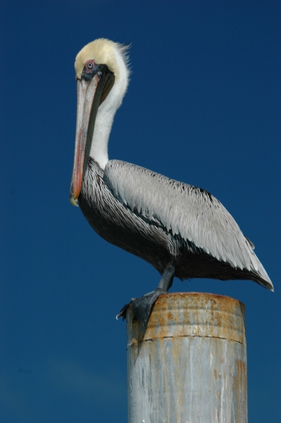 pelican RESIZE