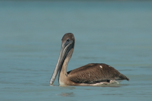 pelican cropped RESIZE
