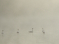 2012-09-14_582 swans in fog RESIZE