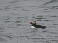 puffin zoom RESIZE