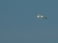 tern fishing 2 RESIZE