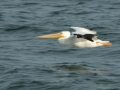 white pelican zoom RESIZE