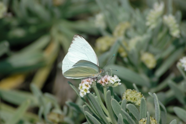 2012 02 10 great southern white butterfly RESIZE