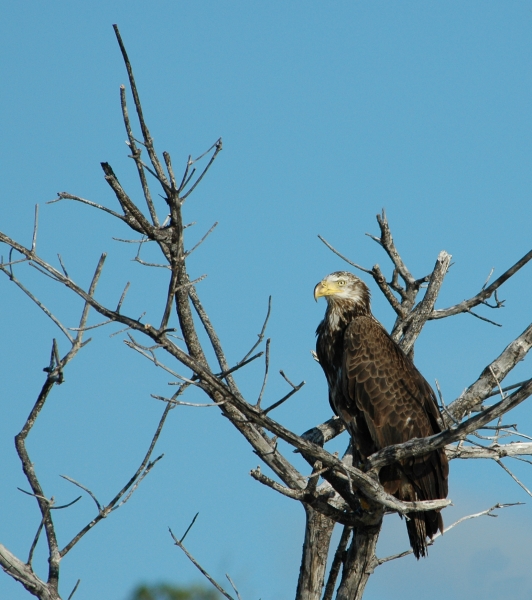 2012 02 15 young bald eagle RESIZE