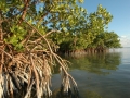 2012 01 08 wa mangroves RESIZE