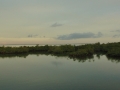 20121206 007 angelfish creek mangroves RESIZE