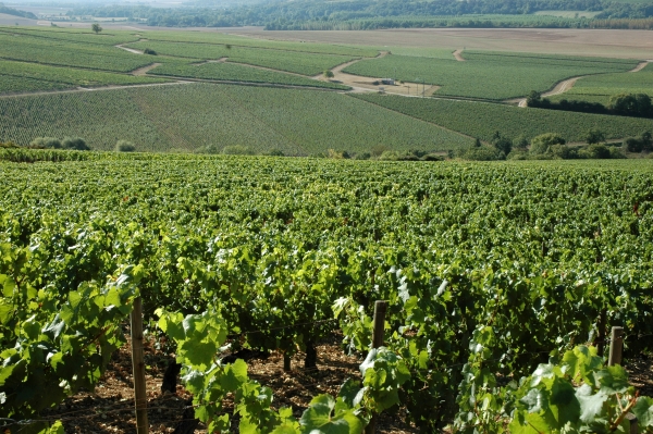 2012-09-08_889 jr chablis vineyard RESIZE