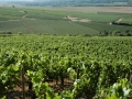 2012-09-08_889 jr chablis vineyard RESIZE