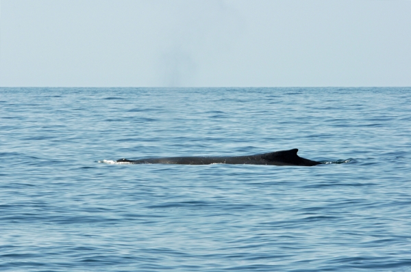 2011 07 16 humpback RESIZE