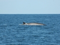 2011 07 16 gulf of maine humpback RESIZE