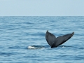 2011 07 16 humpback tail RESIZE
