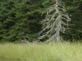 2011 08 11 marsh tree - Copy RESIZE
