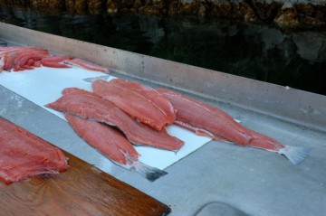 20130820 4069 salmon fillets_01