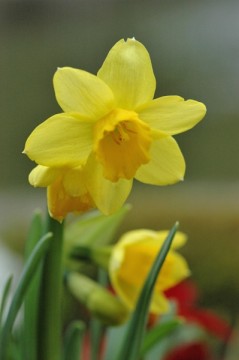 20140317 6279 butchart daffodil_01