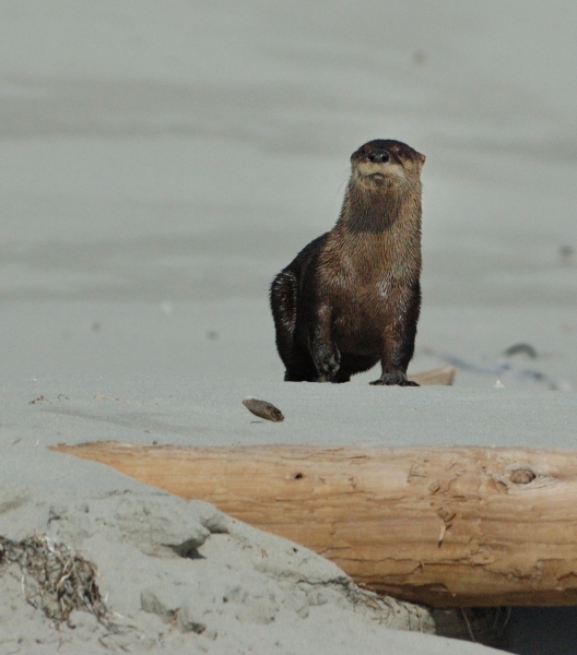20140514 7121 otter on the beach RESIZE
