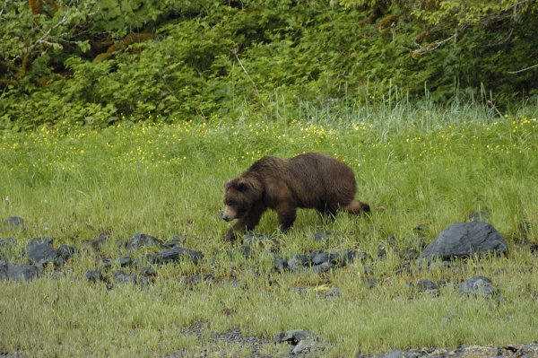 20140609 8340 red bluff brown bear 2 RESIZE