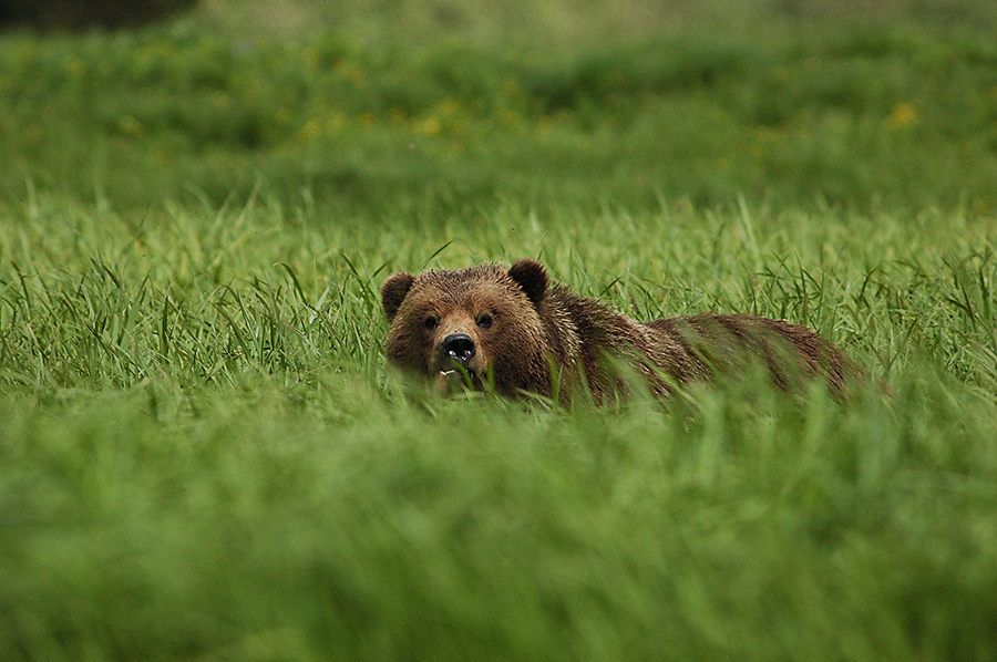 20140610 8378 brown bear grass looking psr