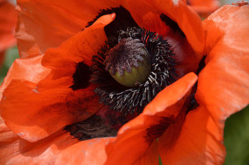 20140619 8857 orange anemone closeup psr