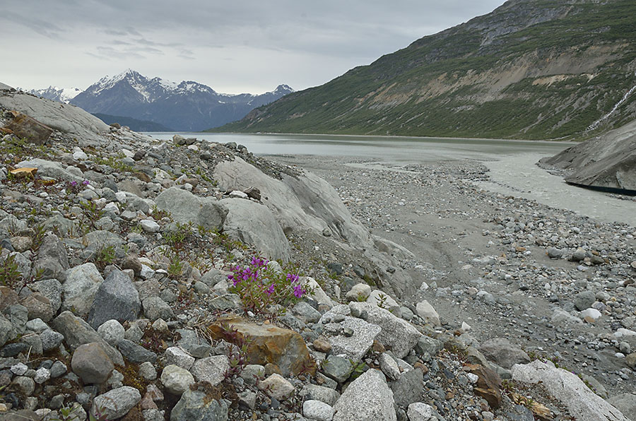 20140628 9619 reid glacier cut valley and flower psr