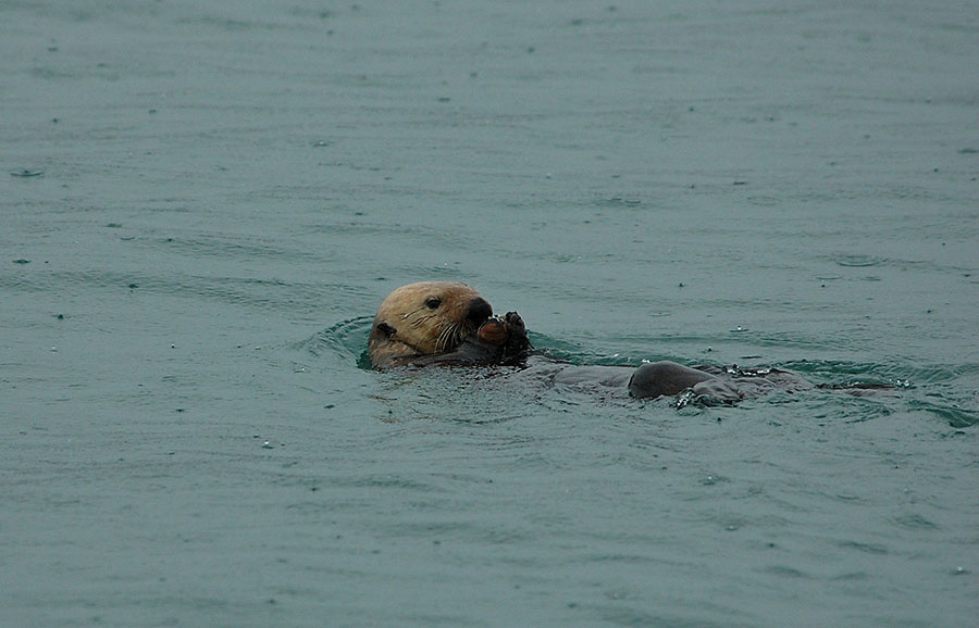 20140630 9910 sea otter eating clam psr