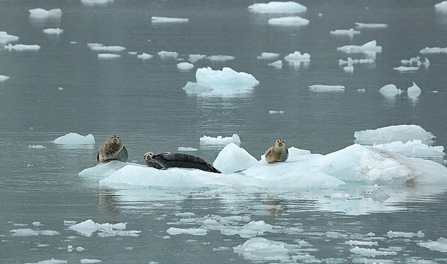 20140706 10550 seals on ice psr
