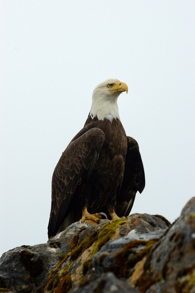 20140714 091 eagle on breakwater psr RESIZE