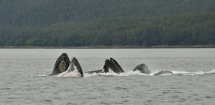 20140717 370 whales bubble net feeding psr
