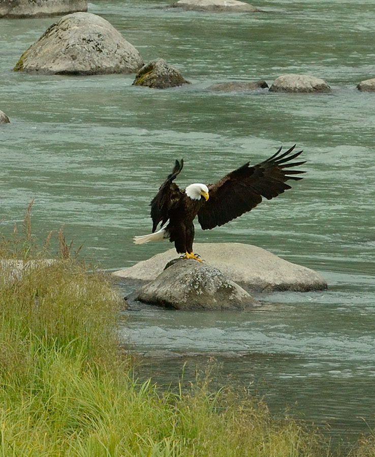 20140723 198 eagle landing chilkoot river 1