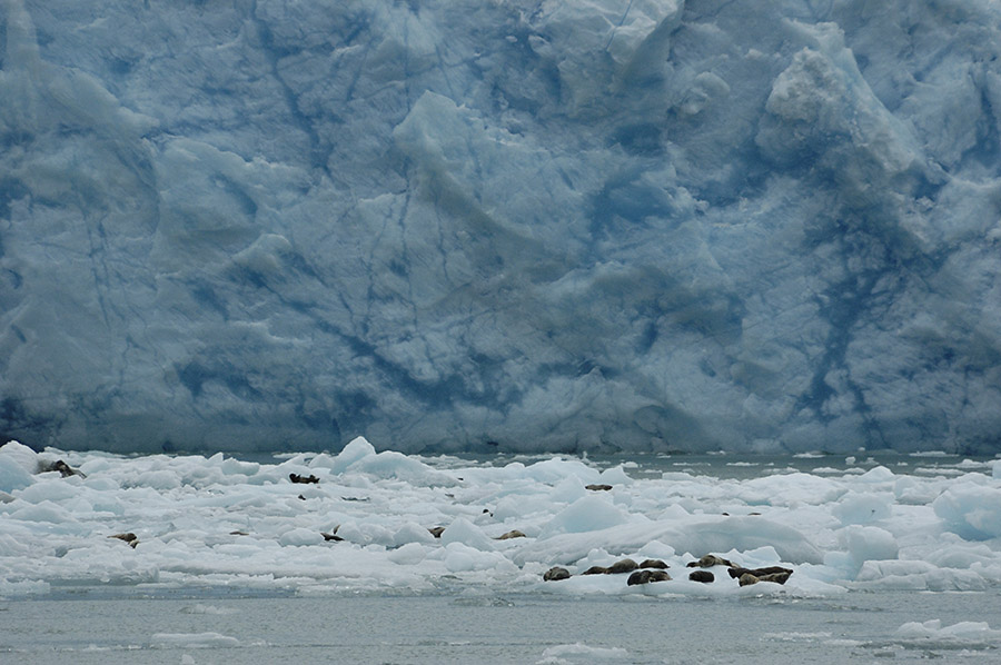 20140804 246 seals at glacier psr