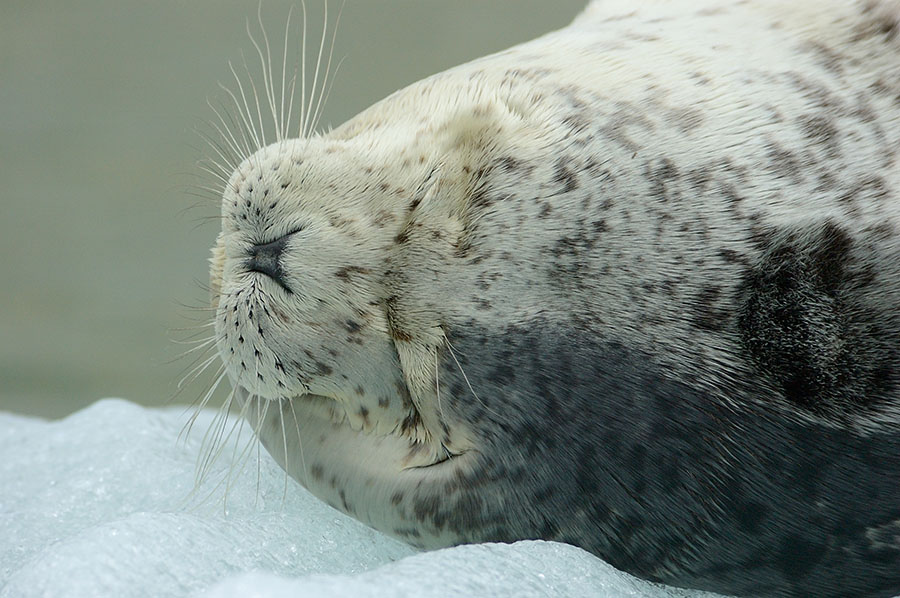 20140804 313 sleeping seal face psr