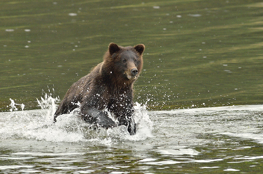 20140816 1223 bear pouncing in water r