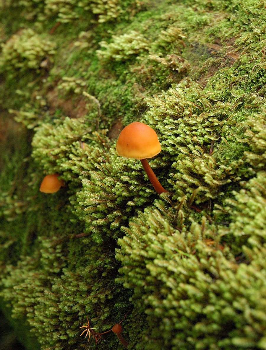 20140917 2913 glacier bay forest two tiny orange mushrooms r
