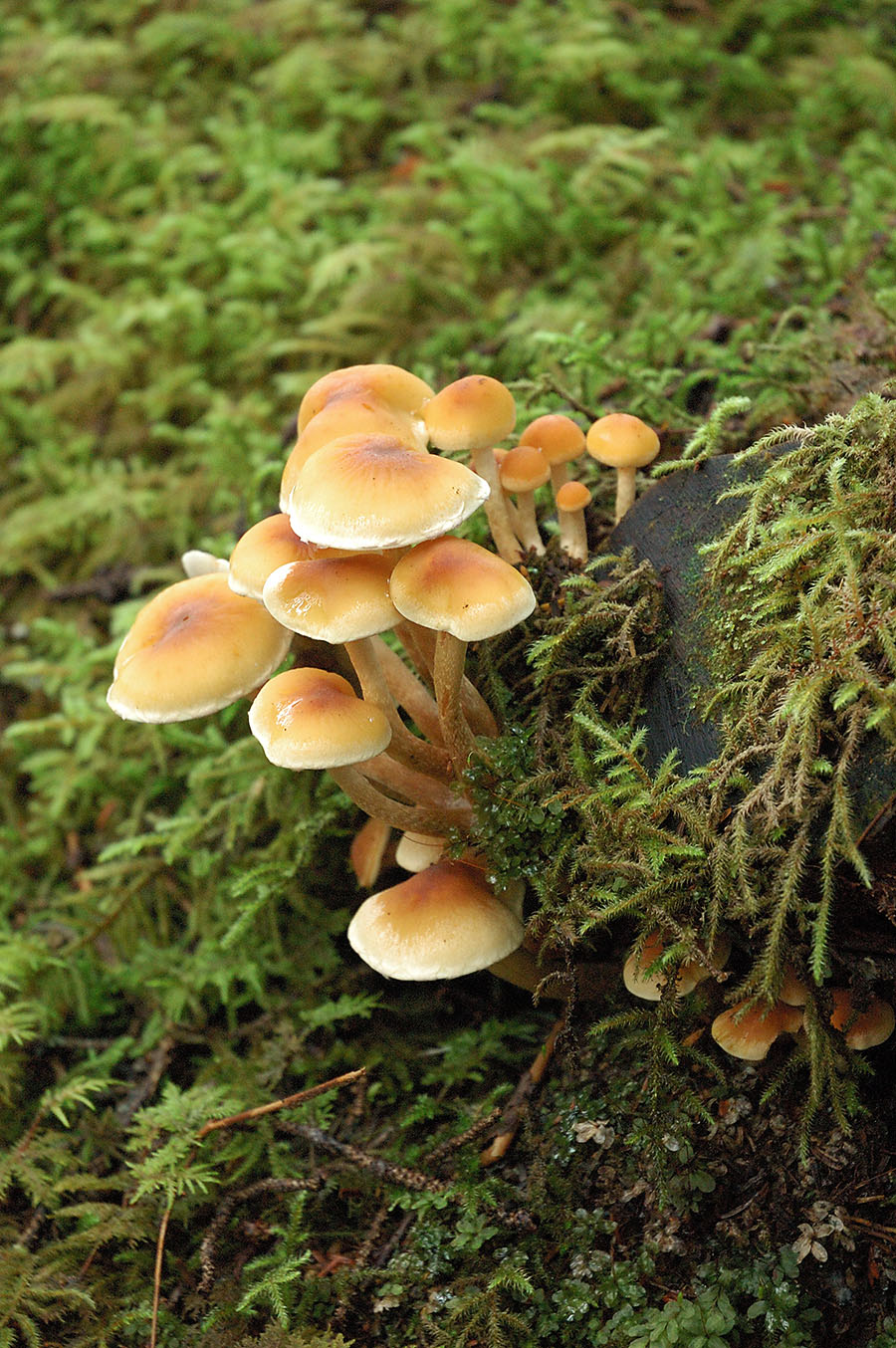 20140917 2984 glacier bay forest mushroom cluster 2 r