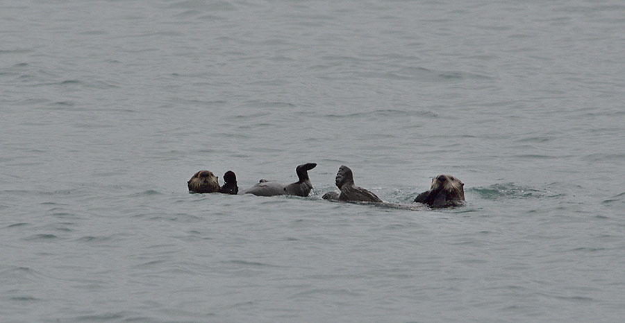 20140928 3596 two sea otters 3 r