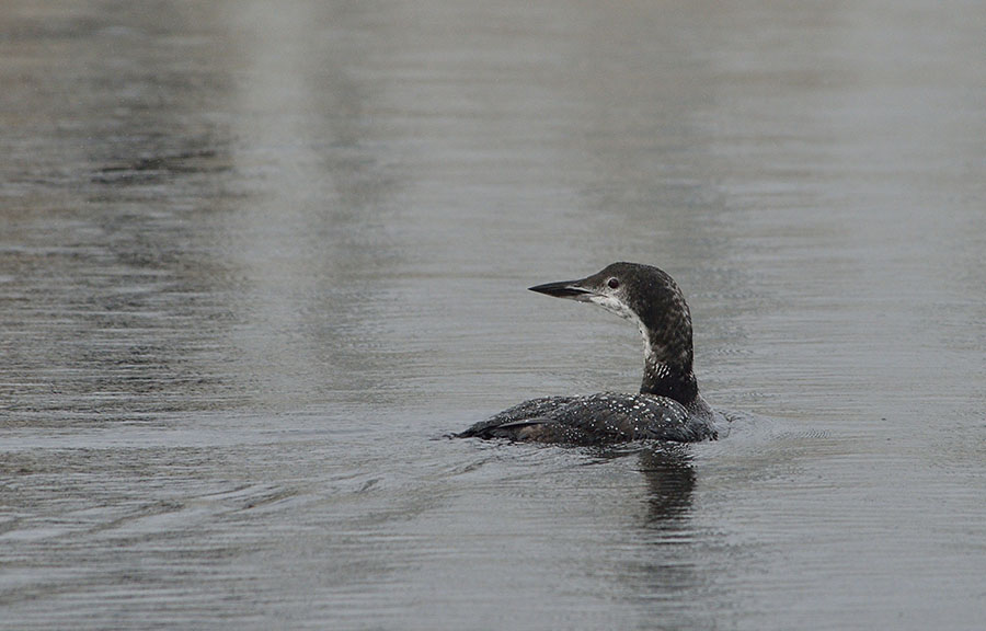20141102 3851 pacific loon r