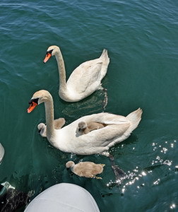 2 swans and cygnets