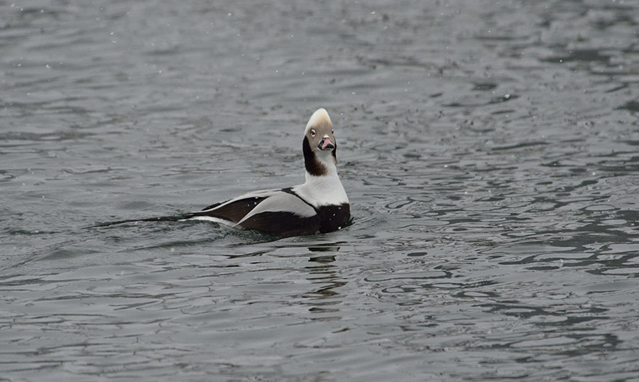 20150206 4168 long tailed duck huffy r