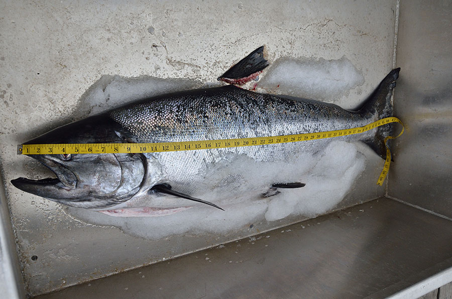 20150523 6020 salmon derby winner 47 inches r