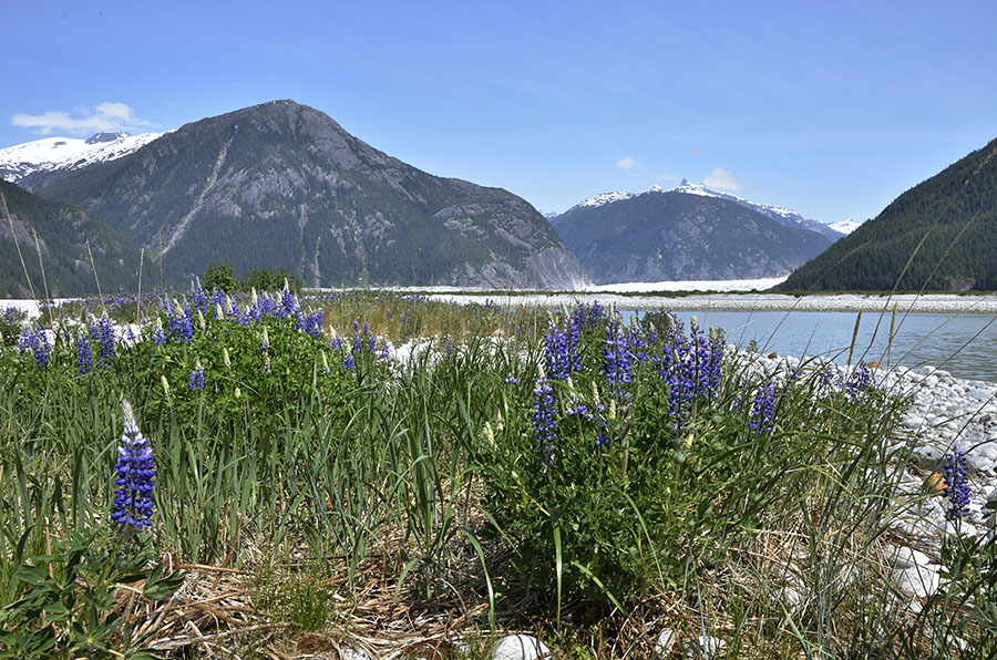 20150531 6092 lupine glacier and mtns r