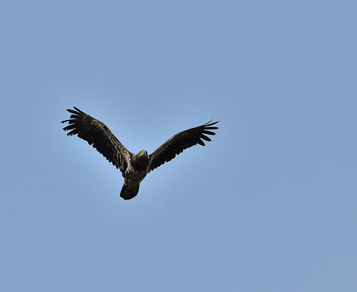 20150614 6509 young eagle flying r