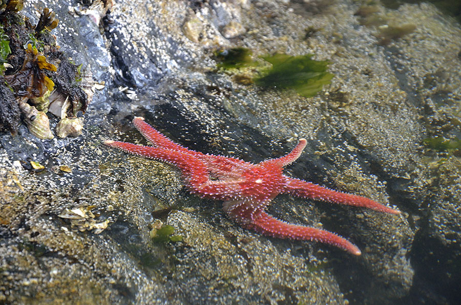 20150618 6673 little port walter starfish r