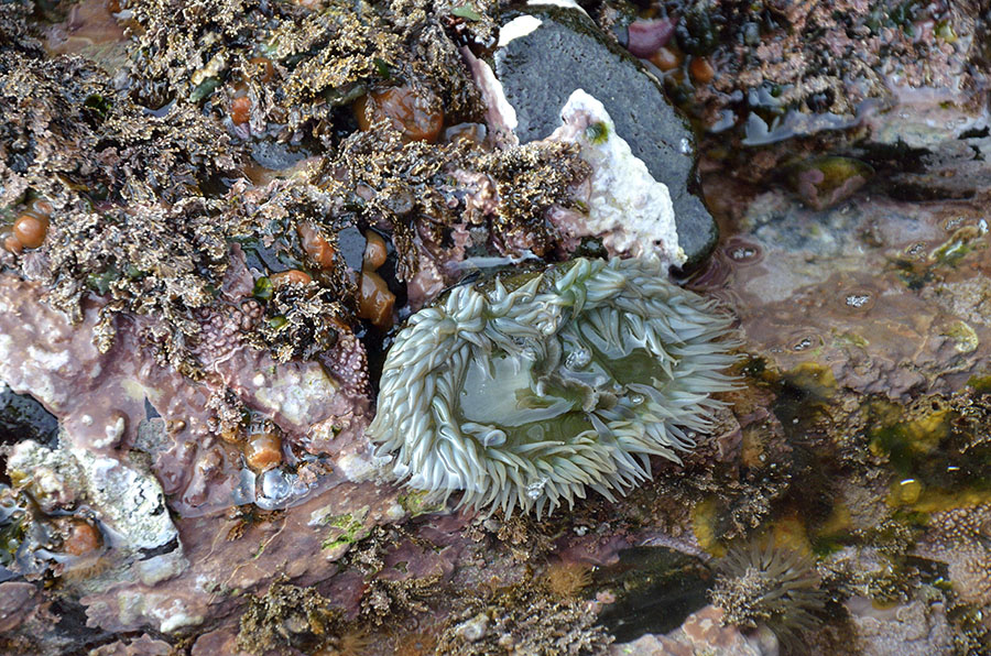 20150618 6686 little port walter low tide anemone r