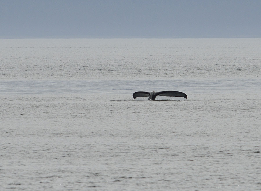 20150620 6865 chatham whale tail 2 r
