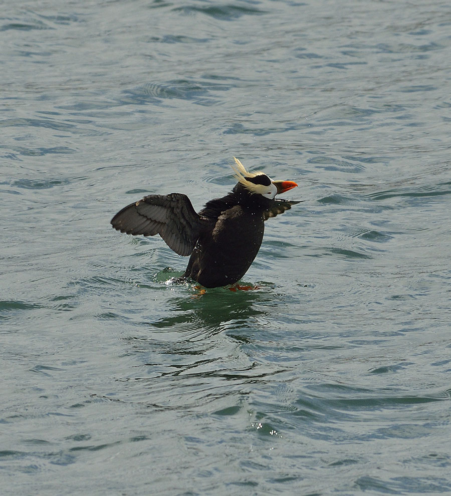 20150628 7341 puffin shaking 2 r