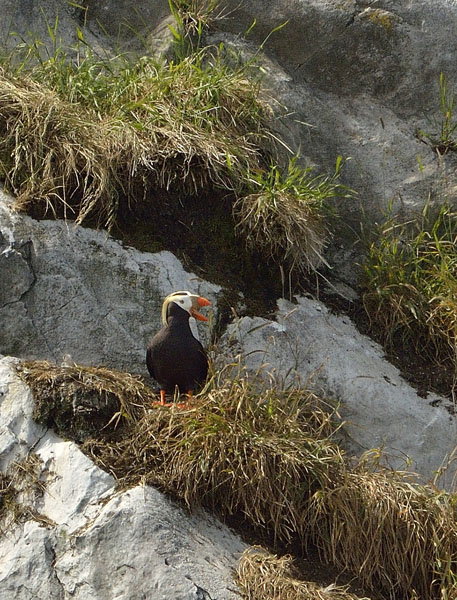 20150628 7361 puffin on cliff nest mouth open r